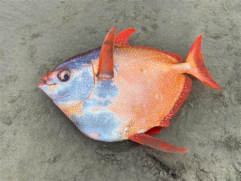 Opah (Fish) .